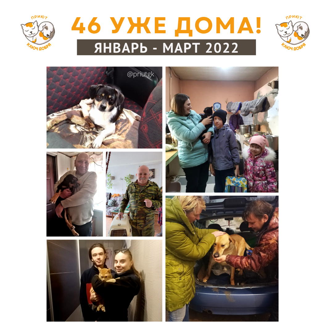 животные обрели дом adopted animals