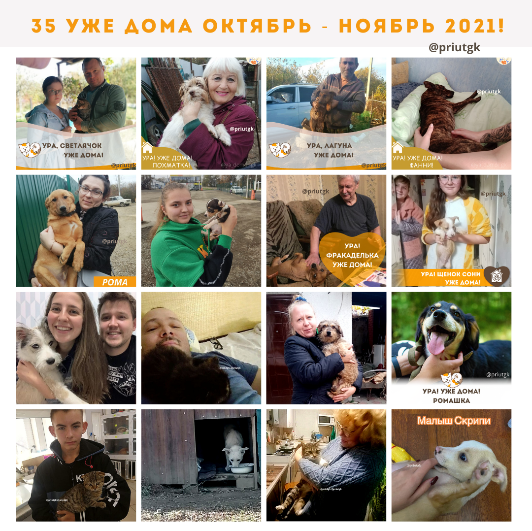 животные обрели дом adopted animals
