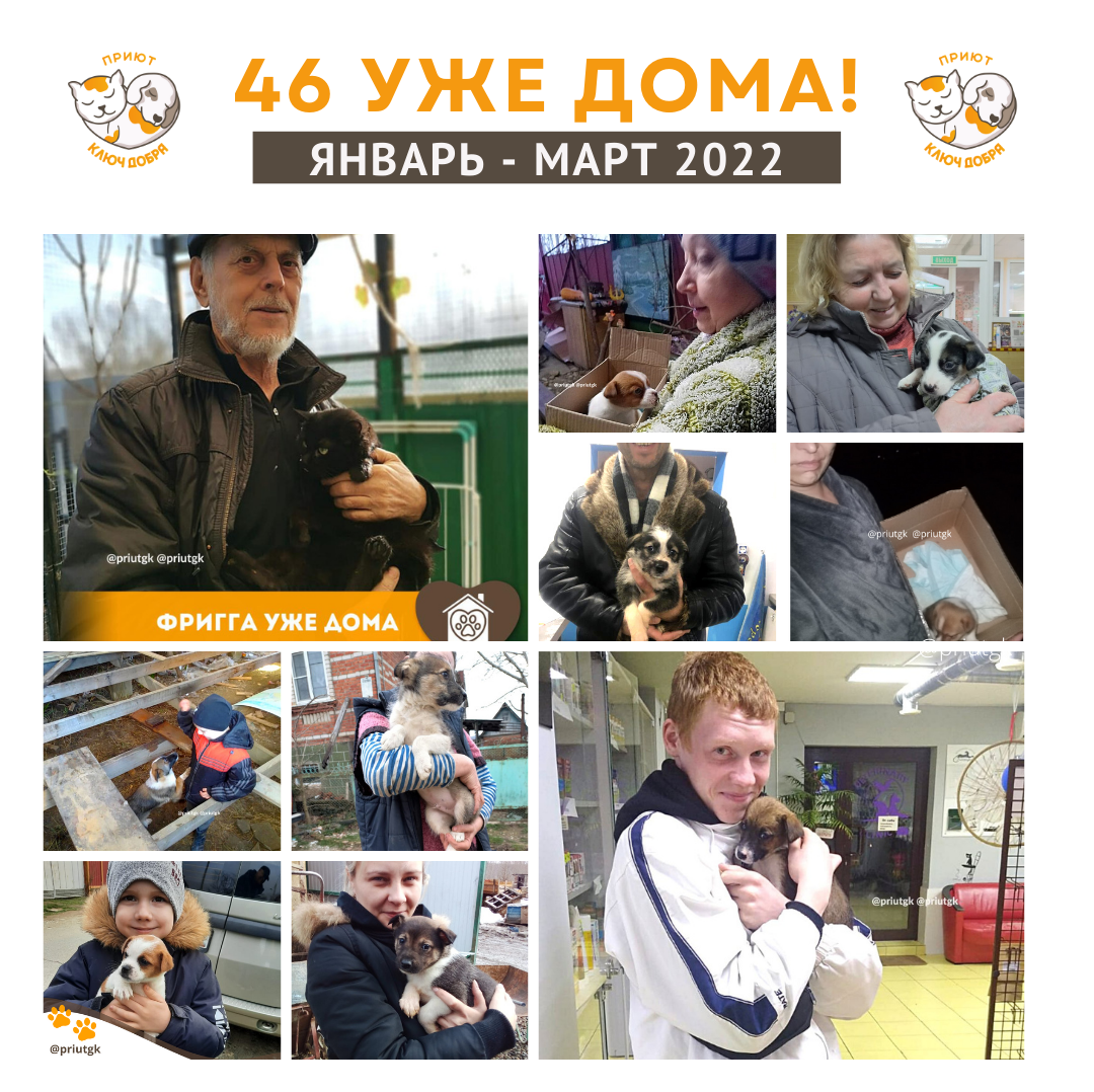 животные обрели дом adopted animals
