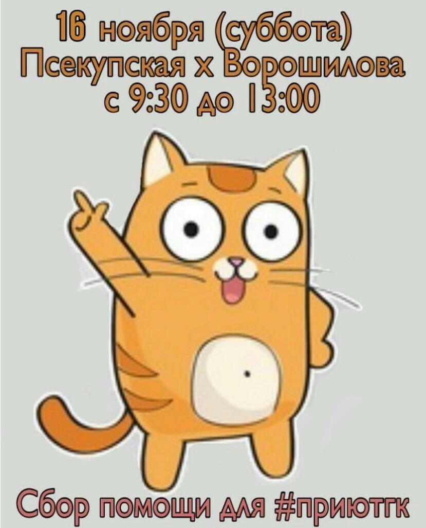 Котик Тим Картинки
